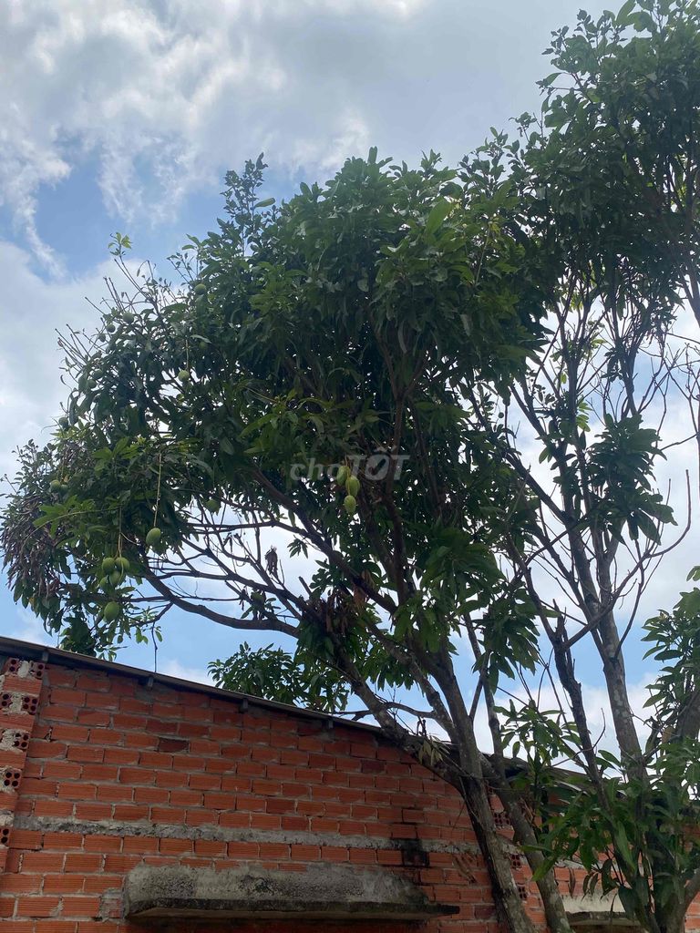 Đất xuân hưng 4600 m2