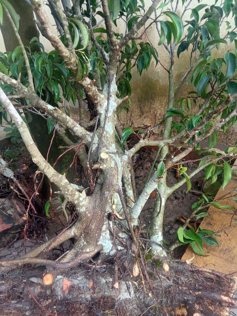 Cây cảnh Bonsai. Mua bán Cây cảnh, đồ trang trí tại Huyện Kiến Xương Thái Bình được đăng bởi nguyễn trung công hình 1