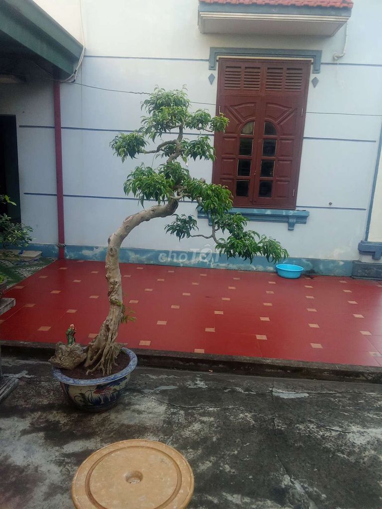 Cây sanh trực văn nhân. Mua bán Cây cảnh, đồ trang trí tại Huyện An Dương Hải Phòng được đăng bởi lexus hình 1