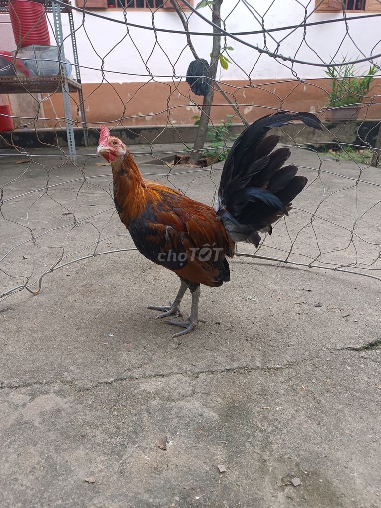 Gà lai Mỹ điều . Mua bán Gà tại Thành phố Đồng Xoài Bình Phước được đăng bởi Hà đức bách hình 1