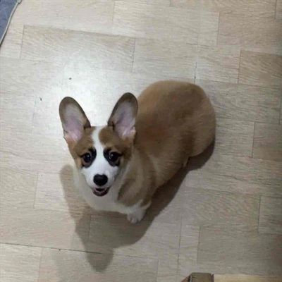 corgi nhà đẻ. Mua bán Chó tại Quận Ngũ Hành Sơn Đà Nẵng được đăng bởi Lợi Trần Đại