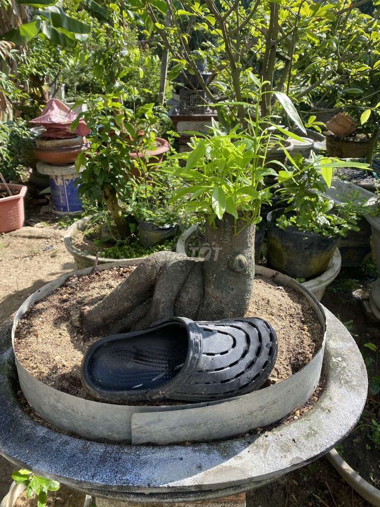 Cây Mai đọt xanh. Mua bán Cây cảnh, đồ trang trí tại Quận Hải Châu Đà Nẵng được đăng bởi Đức anh hình 1