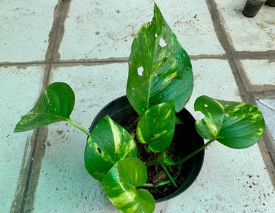 Tặng các cây giống nhỏ. Mua bán Cây cảnh, đồ trang trí tại Quận 3 Tp Hồ Chí Minh được đăng bởi Phương Thy 