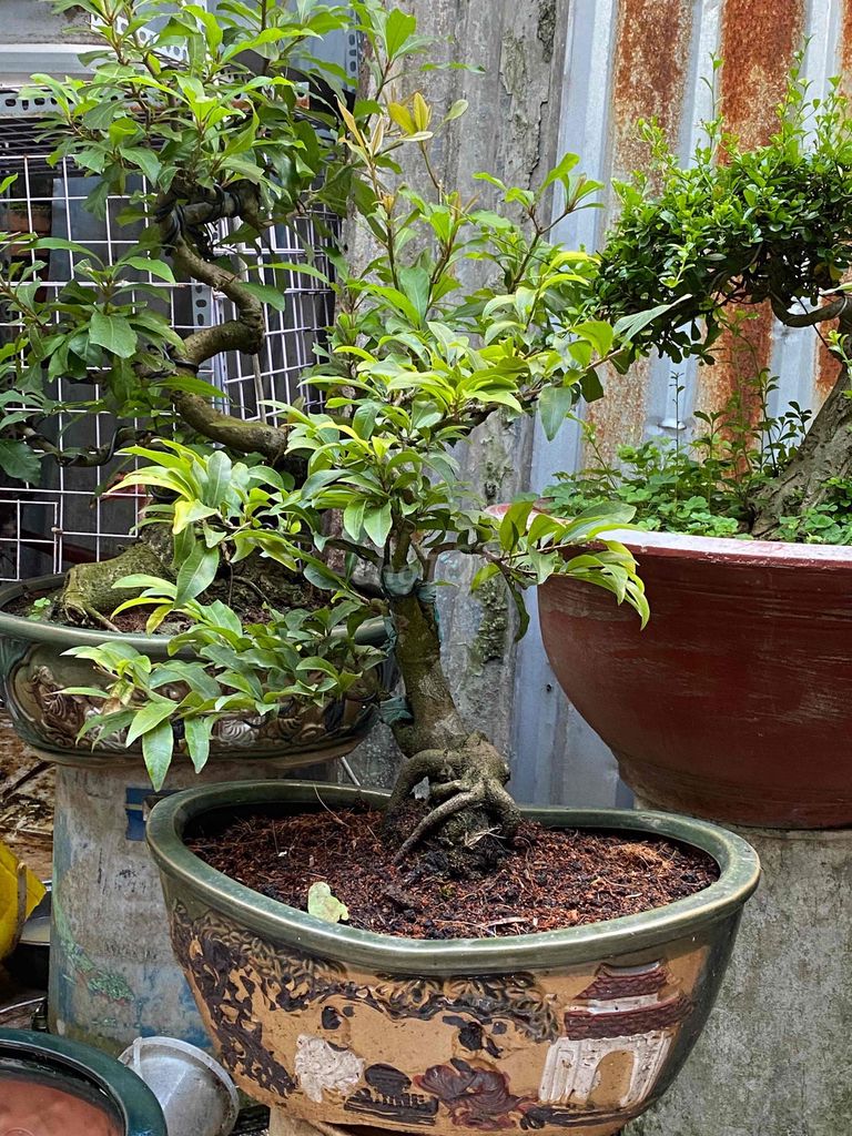 Mai vàng Mini Bonsai để bàn. Mua bán Cây cảnh, đồ trang trí tại Huyện Củ Chi Tp Hồ Chí Minh được đăng bởi nguyễn quốc Thắng hình 1