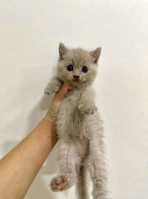 Mèo Anh Lông Ngắn + 1 tháng tuổi + khỏe mạnh