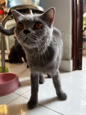Mèo ALN cái xám Xanh, hơn 1 tuổi