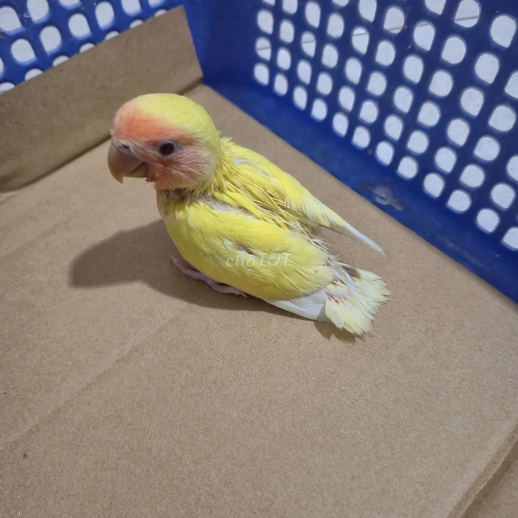 Chim Vẹt Love Bird Không Viền non màu vàng mắt đỏ. Mua bán Chim tại Huyện Bến Lức Long An được đăng bởi Chim Vẹt Long An hình 1