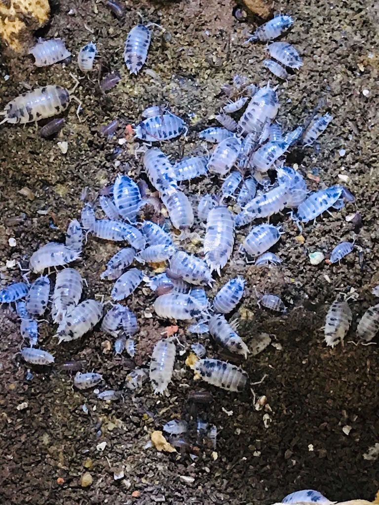 Côn trùng cảng isopod dairy co,w . Cubaris orange