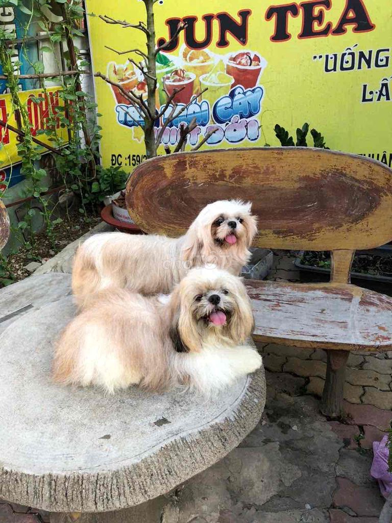 Gả cặp ShihTzu  Dành cho hệ thích thắt bính. Mua bán Chó tại Quận Tân Phú Tp Hồ Chí Minh được đăng bởi Kids Pet hình 1