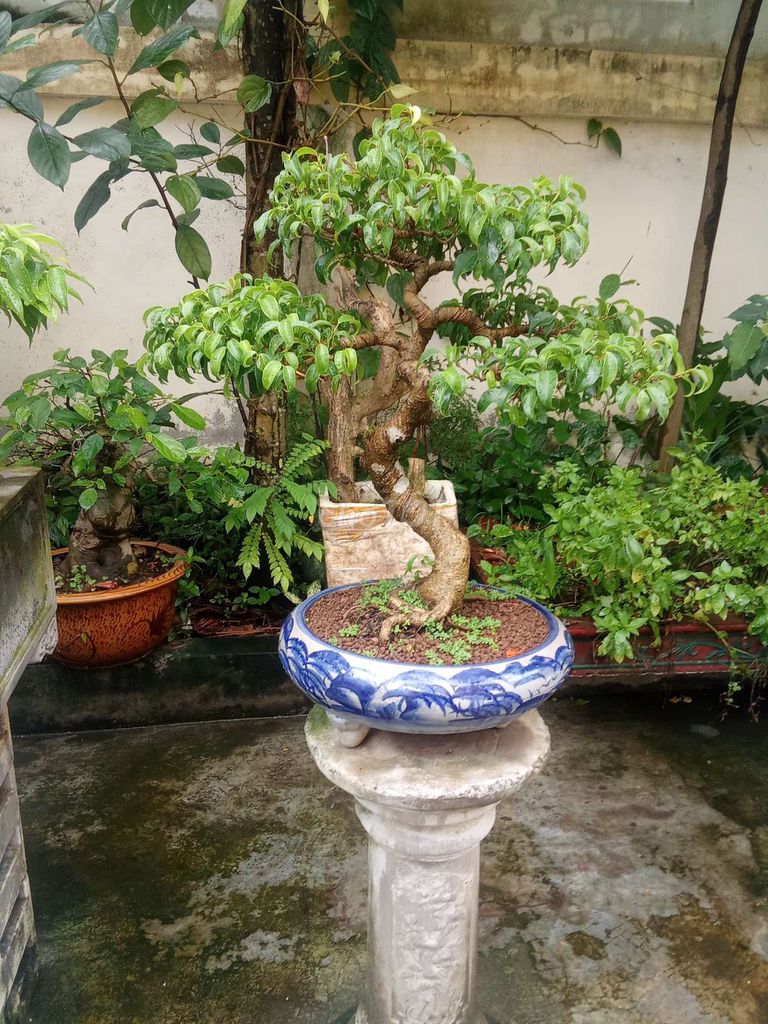 Cây sanh cốt chậu quái gốm sứ. Mua bán Cây cảnh, đồ trang trí tại Huyện An Dương Hải Phòng được đăng bởi lexus hình 1