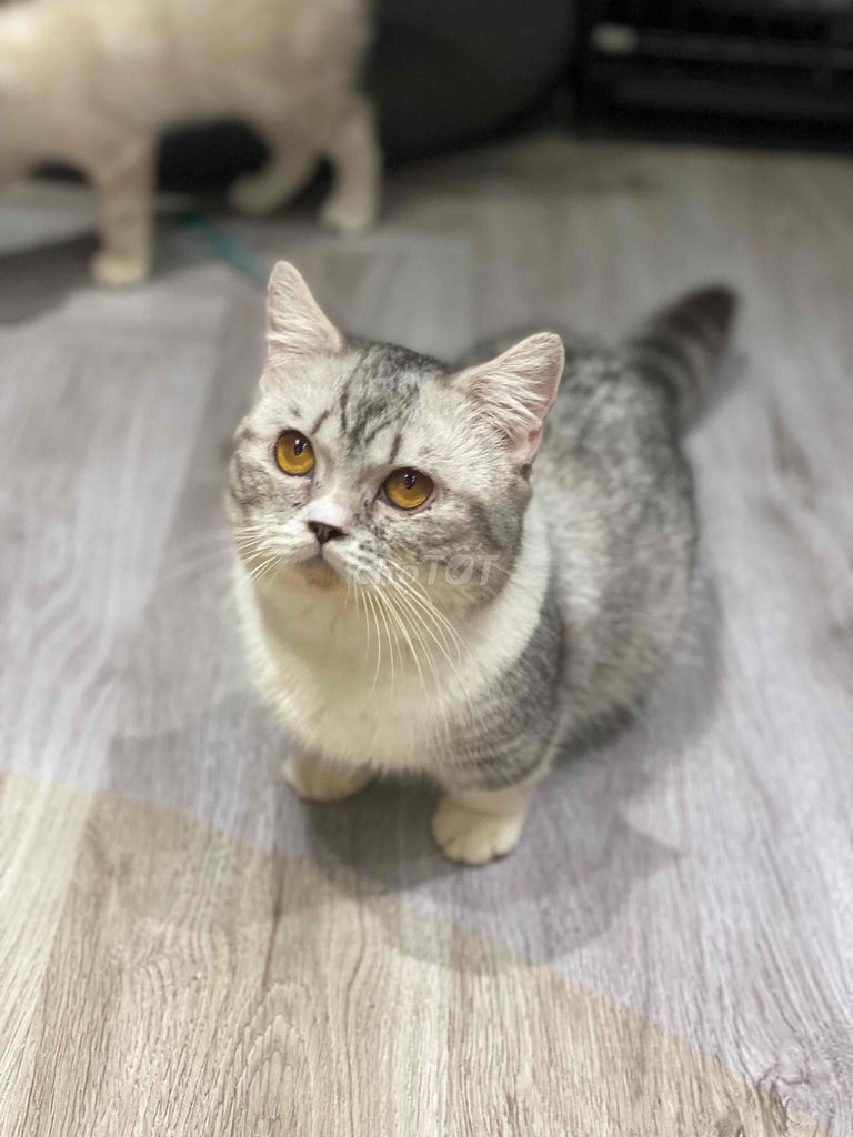 Silver Tabby Đực Biết Phối