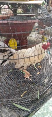 Gà tơ cần bán. Mua bán Gà tại Huyện Thủ Thừa Long An được đăng bởi Nghĩa đồ cổ 