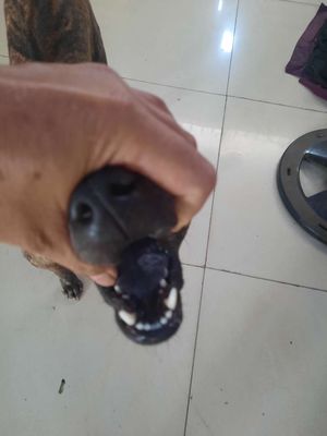 Chó Phú Quốc cái 1.5 tuổi lưỡi đen Thép