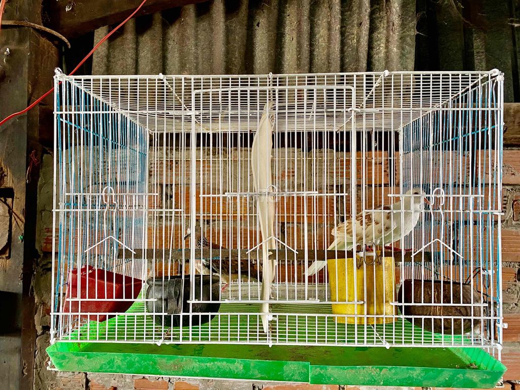 2  con  chim cu  luôn  lồng. Mua bán Chim tại Quận Cái Răng Cần Thơ được đăng bởi kê vip  7979 hình 1
