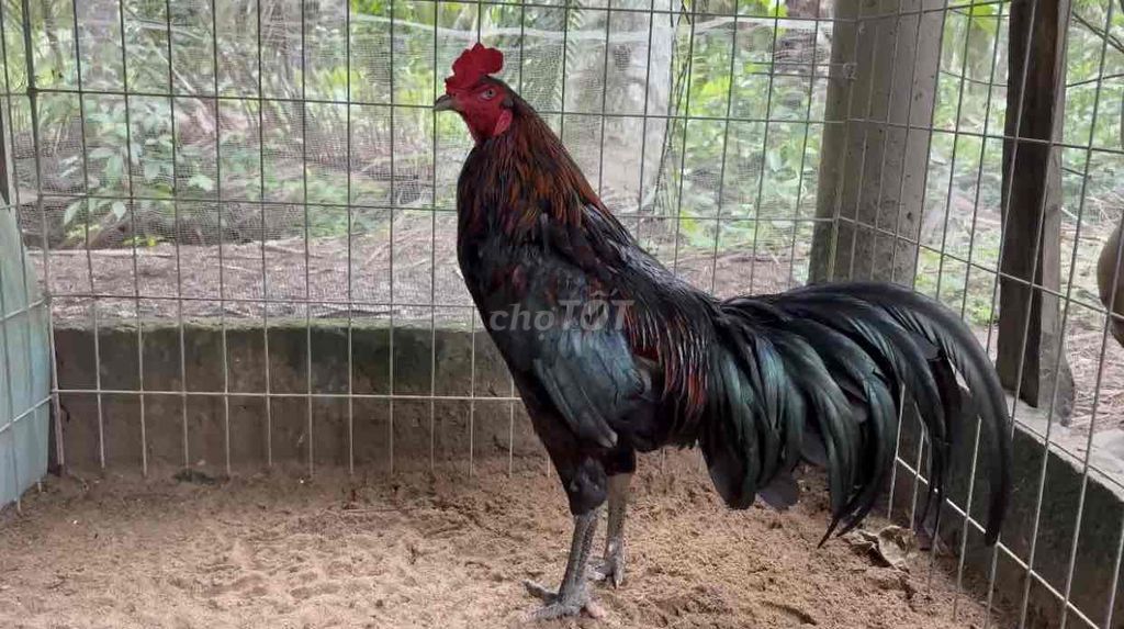 Gà chọi Đực màu Đen, đỏ. Mua bán Gà tại Huyện Mỏ Cày Bắc Bến Tre được đăng bởi Gà Đá hình 1