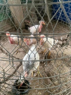 Năm Bướm Mái Thái Việt lớn kg. Mua bán Gà tại Huyện Cái Bè Tiền Giang được đăng bởi Gà Tre Lai