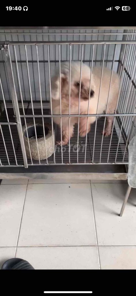 Bán mẹ 1tr700+phối 800+bầu 2triệu tổng 4triệu500. Mua bán Chó tại Quận 8 Tp Hồ Chí Minh được đăng bởi Cửa Hàng Thanh Lý Đồ Cũ Mới hình 7