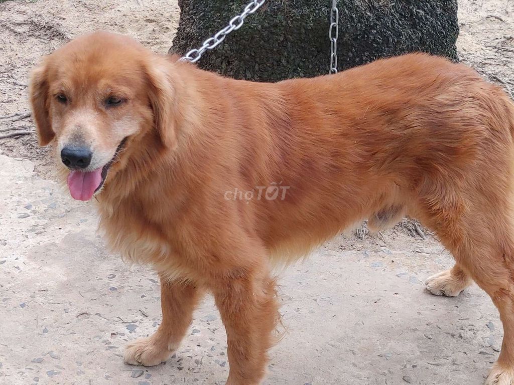 Chó Golden Retriever đực. Mua bán Chó tại Thành phố Vũng Tàu Bà Rịa - Vũng Tàu được đăng bởi Nhân Rottweiler  hình 4