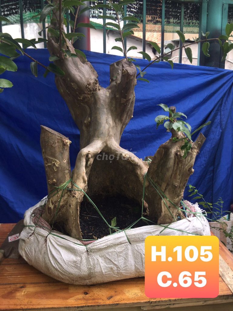 0901737686 - Cây bằng lăng bonsai giá rẻ