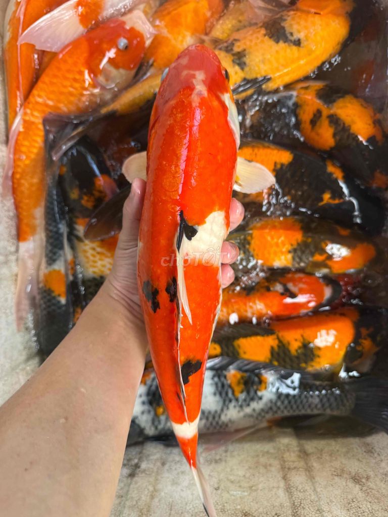 Cá Koi size to thân hình tròn đẹp từ 1kg5 2kg. Mua bán Thú cưng khác tại Quận Liên Chiểu Đà Nẵng được đăng bởi Trại cá KOI Hoàng Văn Thái hình 1