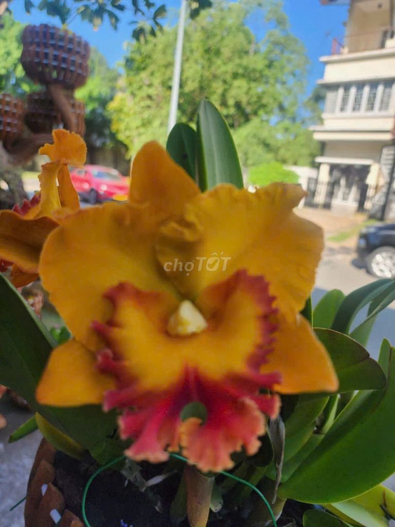 Lan Cattleya Pathoom Gold hoa vàng đẹp. Mua bán Cây cảnh, đồ trang trí tại Huyện Chơn Thành Bình Phước được đăng bởi Lan Cattleya Độc Đẹp Hiếm  PND hình 1