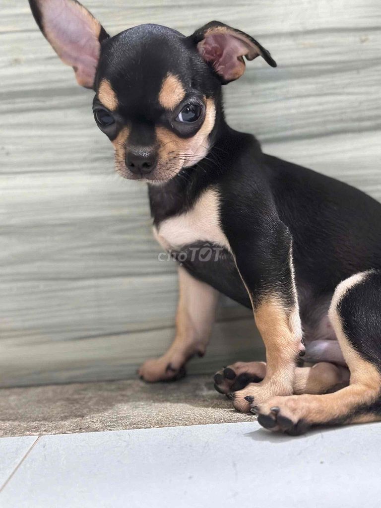 Chó Chihuahua Đen vàng. Mua bán Chó tại Quận 7 Tp Hồ Chí Minh được đăng bởi Ti nguyễn hình 1