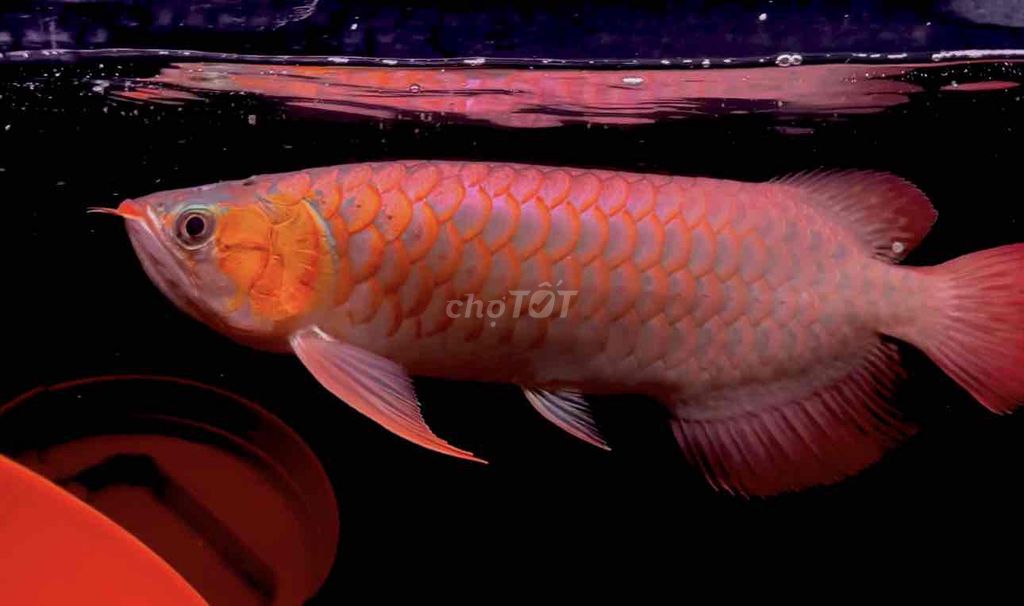 Cá Huyết Long Đỏ 43-45 cm. Mua bán Thú cưng khác tại Quận 11 Tp Hồ Chí Minh được đăng bởi Thiên Trần arowana cá rồng phong thủy  hình 1