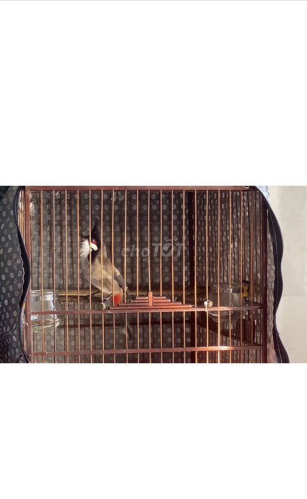 Chim chào mào đực 1 năm lồng. Mua bán Chim tại Thị xã Hương Trà Thừa Thiên Huế được đăng bởi Nghĩa Trần Văn hình 1