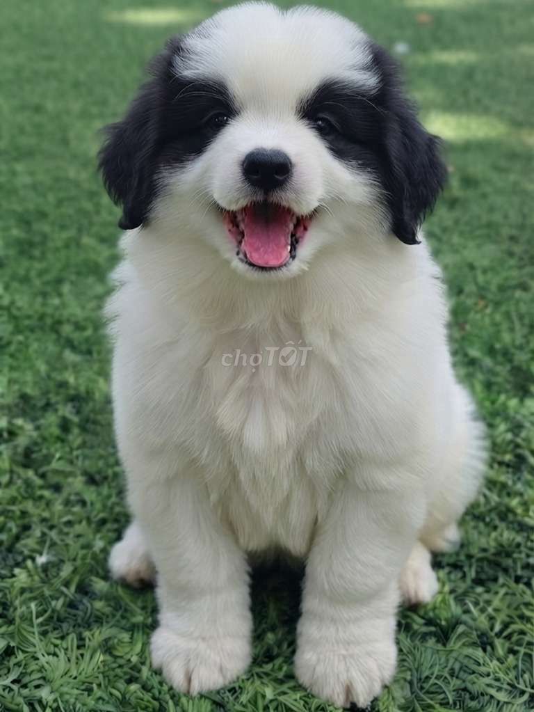 Chó Border Collie đực mặt như gấu trúc hiếm đẹp.. Mua bán Chó tại Quận Tân Bình Tp Hồ Chí Minh được đăng bởi Thi Thi hình 1