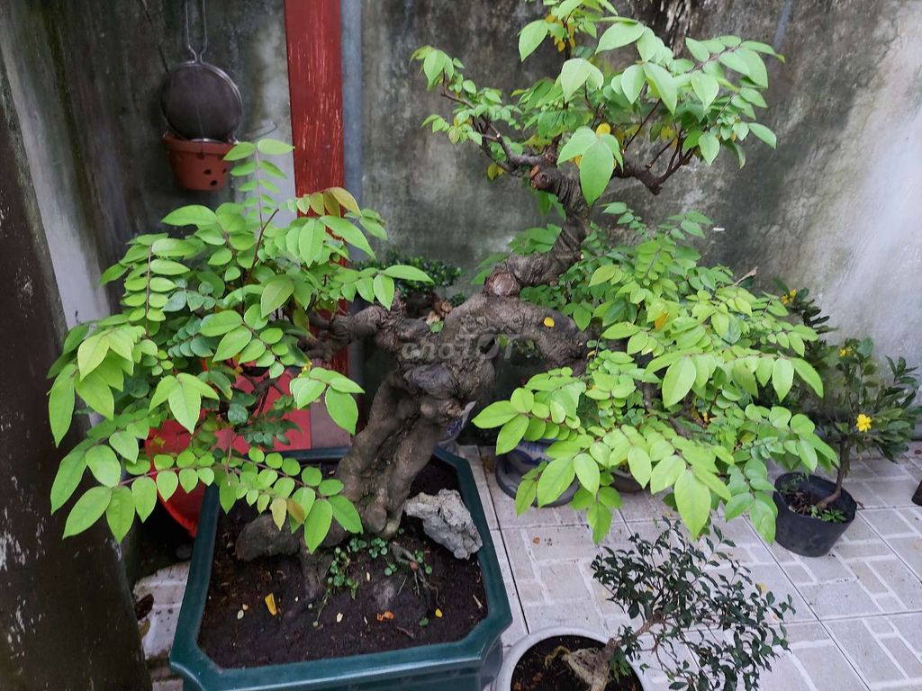 Khế bonsai