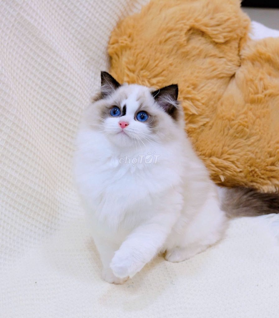 Meò Ragdoll seal mắt xanh biếc thuần chủng. Mua bán Mèo tại Thành phố Thủ Đức Tp Hồ Chí Minh được đăng bởi Âu Minh Huy hình 1
