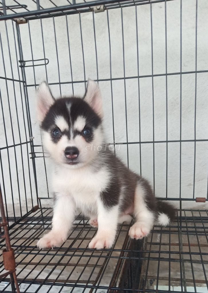 0908352840 - Trại Chó Hoàng Dũng Bán Bầy Husky 2 Tháng Tuổi