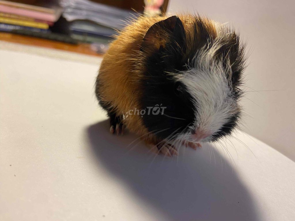 Chuột lang cái 4 tuần tuổi. Mua bán Thú cưng khác tại Quận Đống Đa Hà Nội được đăng bởi Nguyen Tam hình 1