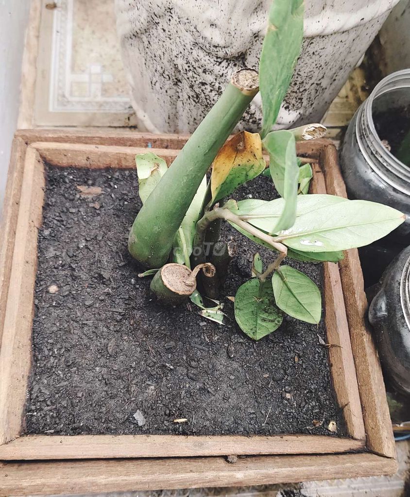 Chồi non cây kim tiền phong thủy chiêu tài. Mua bán Cây cảnh, đồ trang trí tại Quận 8 Tp Hồ Chí Minh được đăng bởi Tùng Nguyên  hình 5