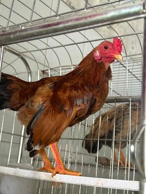 gà bắc cộc. Mua bán Gà tại Huyện Quỳnh Phụ Thái Bình được đăng bởi Hậu Chíp