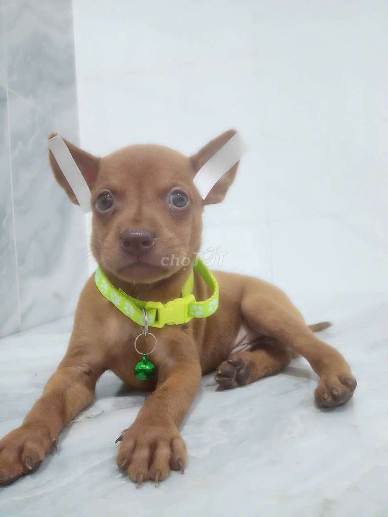 Chó Phốc Hươu mini khôn lanh quấn chủ. Mua bán Chó tại Quận 6 Tp Hồ Chí Minh được đăng bởi Tăng Chí Lương  hình 1