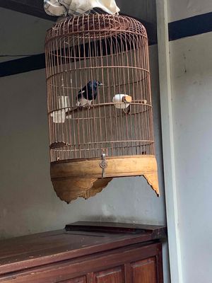 cần bán chích choè than. Mua bán Chim tại Quận Bình Thạnh Tp Hồ Chí Minh được đăng bởi Cô Hạnh
