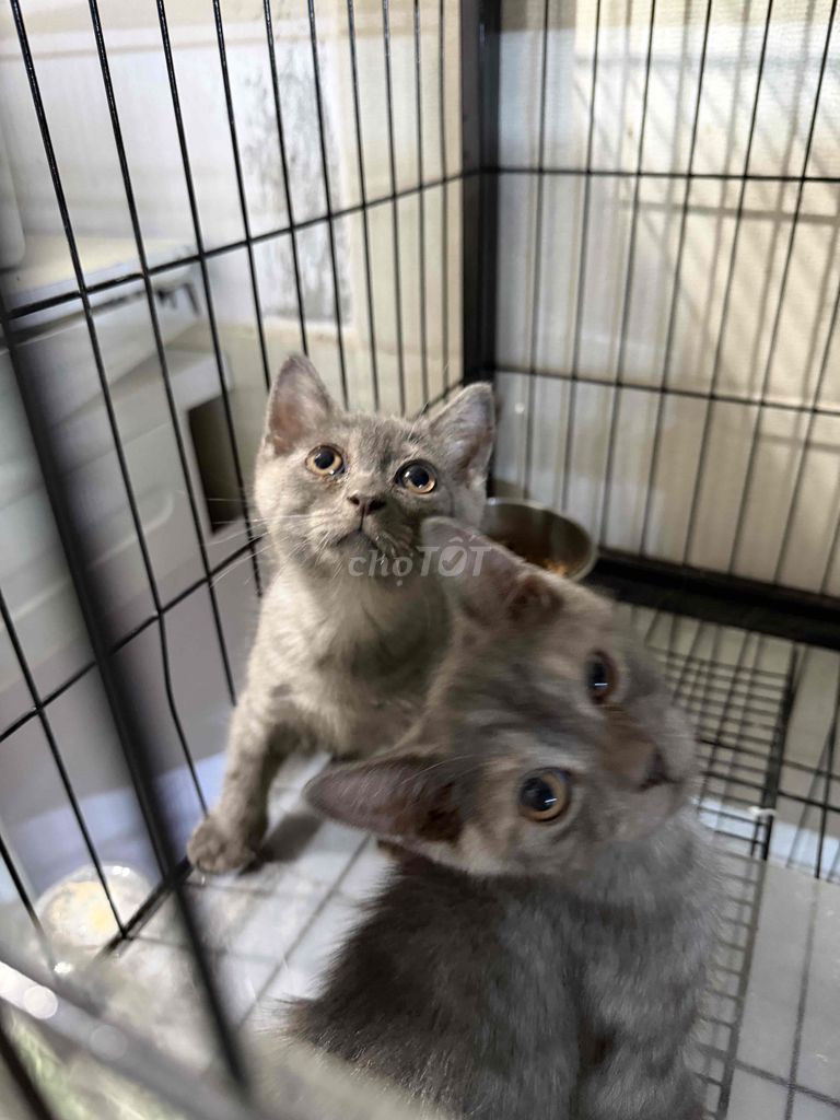 Mèo Anh lông ngắn đực 2 tháng màu xám. Mua bán Mèo tại Quận Hải Châu Đà Nẵng được đăng bởi Hoàng hình 1