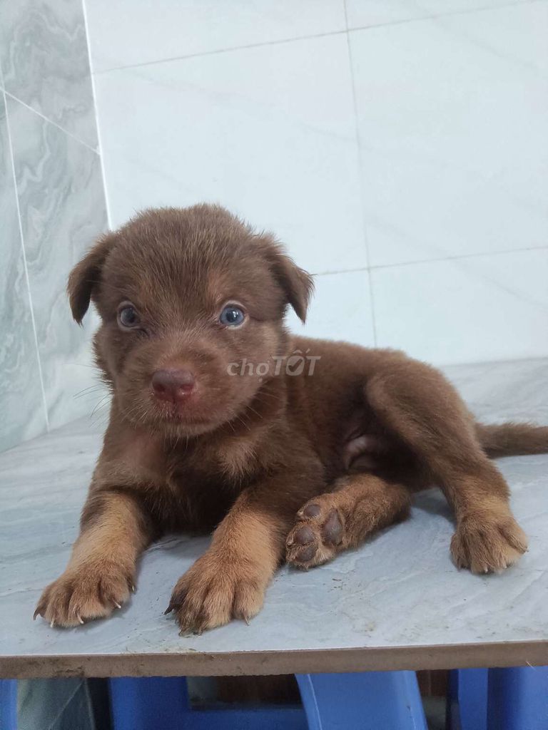 Chó Alaska F lông xù mắt xanh ngọc rất xinh. Mua bán Chó tại Quận 6 Tp Hồ Chí Minh được đăng bởi Tăng Chí Lương  hình 1