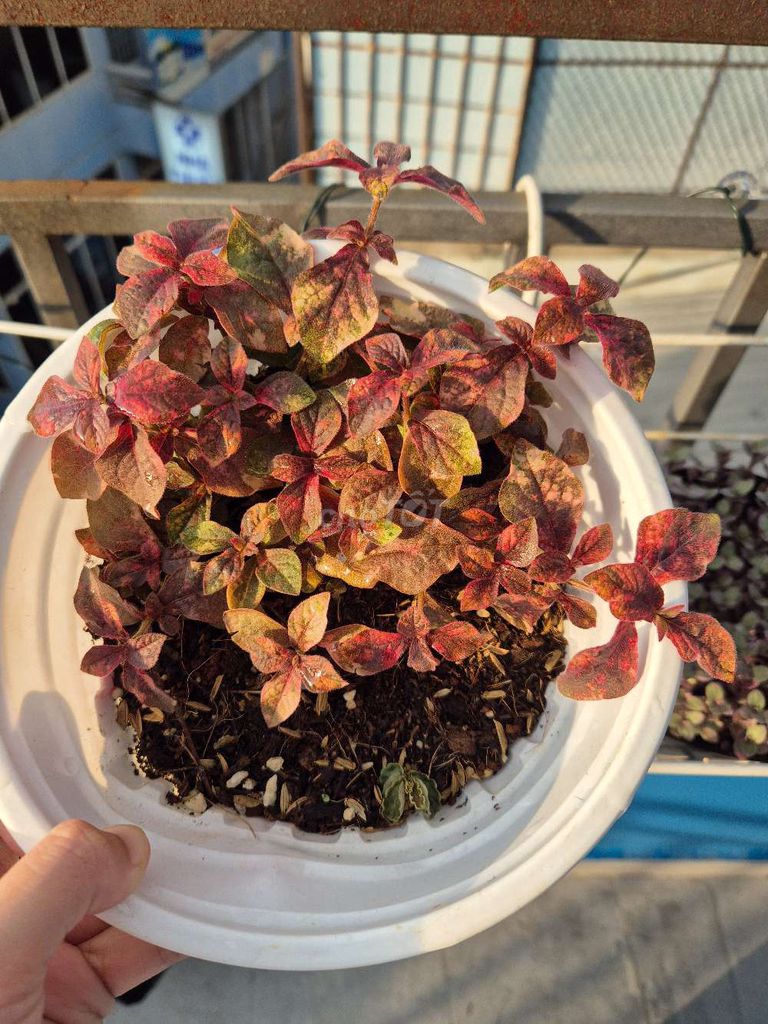 Cây ruby đỏ. Mua bán Cây cảnh, đồ trang trí tại Quận 3 Tp Hồ Chí Minh được đăng bởi Khánh Dương hình 1