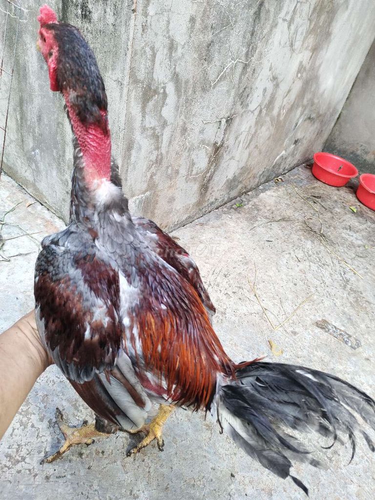 Gà đòn Xám Mắt Đỏ 2.9kg 19. Mua bán Gà tại Quận 1 Tp Hồ Chí Minh được đăng bởi Ngọc Thạch hình 1