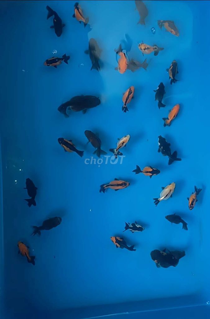 Oranda tricolor 30k