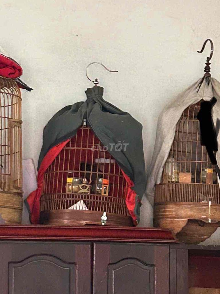 Chim my Cái Thuần không tật lỗi. Mua bán Chim tại Quận Bình Thạnh Tp Hồ Chí Minh được đăng bởi heri hình 1