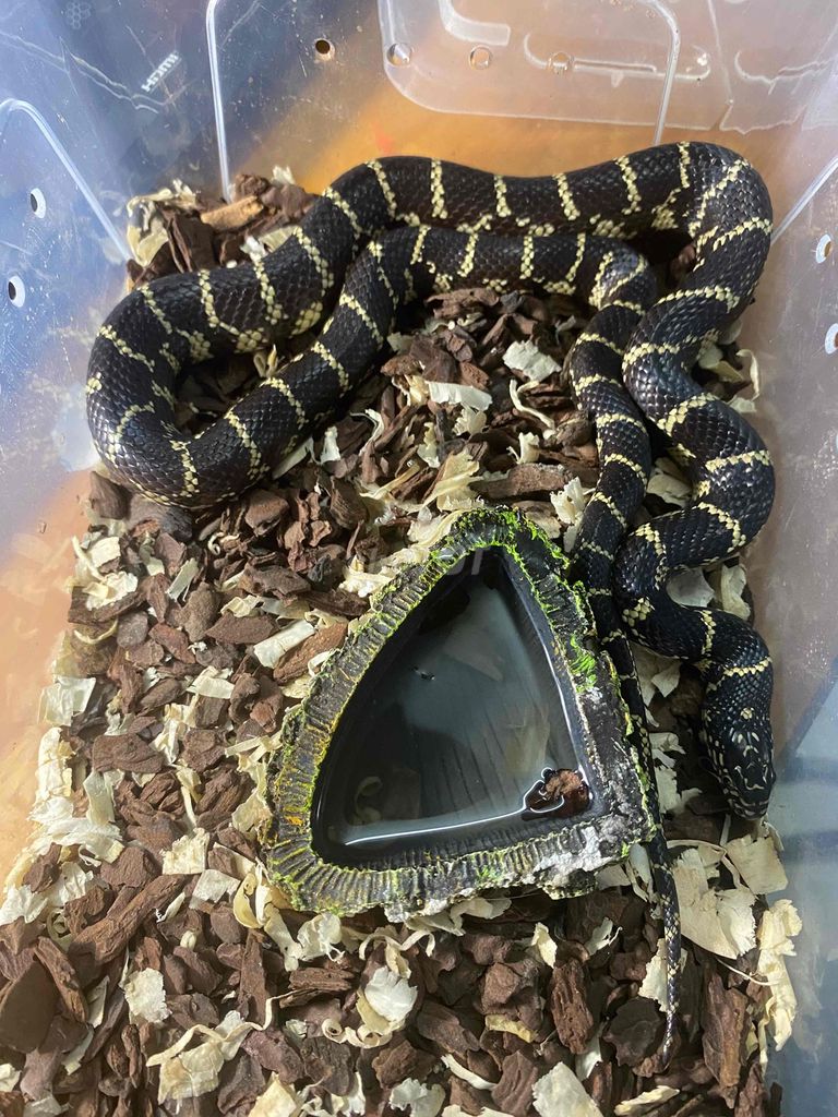Hybrid king female. Mua bán Thú cưng khác tại Huyện Nhà Bè Tp Hồ Chí Minh được đăng bởi Noname hình 1