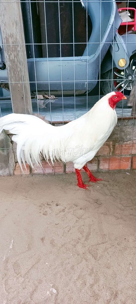 Gà Trống 3kg nè lường  ae xem tham khảo . Mua bán Gà tại Huyện Mỏ Cày Bắc Bến Tre được đăng bởi Nhan Le hình 1