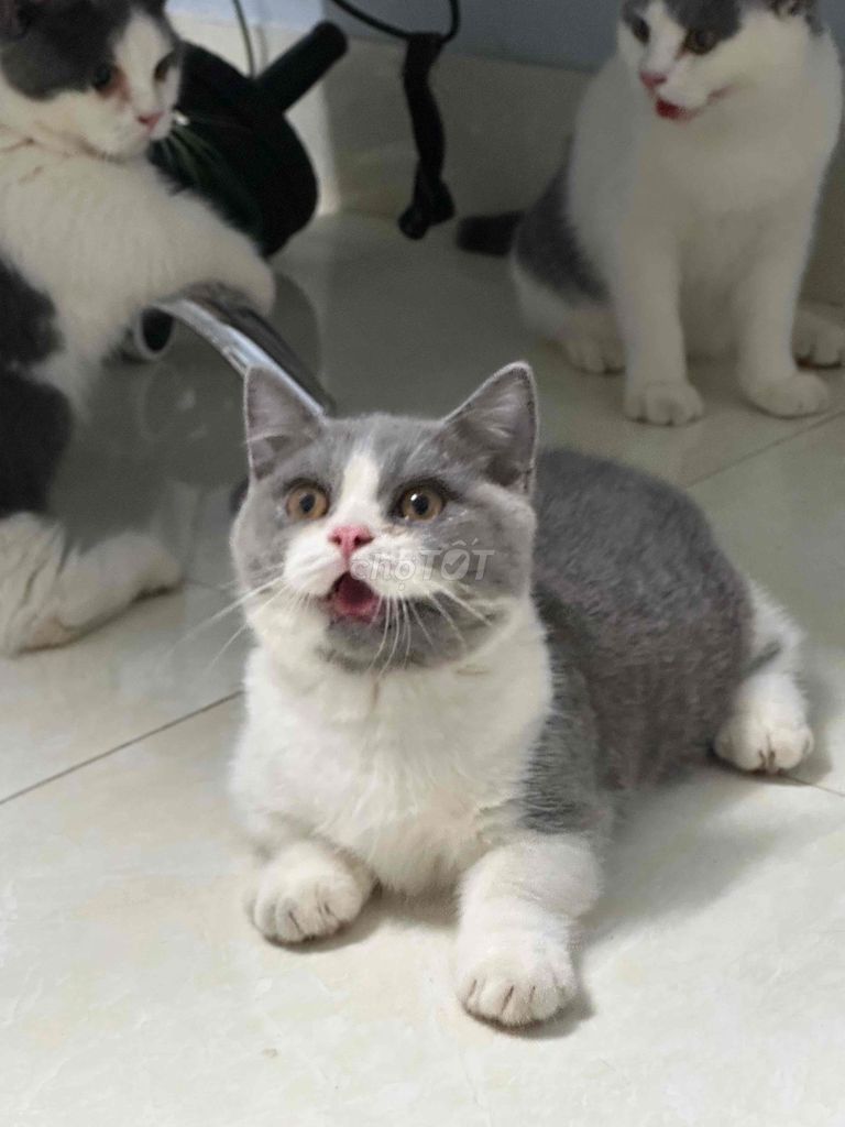 mèo anh lông ngắn lùn màu bicolor mũi hồng. Mua bán Mèo tại Thành phố Bắc Ninh Bắc Ninh được đăng bởi Nguyen Hung hình 3