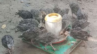 20/10 ace cần gà ttây giống ib e. Mua bán Gà tại Thành phố Thuận An Bình Dương được đăng bởi Le binh