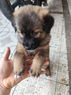 1 chó cái becgie giữ nhà. Mua bán Chó tại Huyện Hóc Môn Tp Hồ Chí Minh được đăng bởi Tum Le