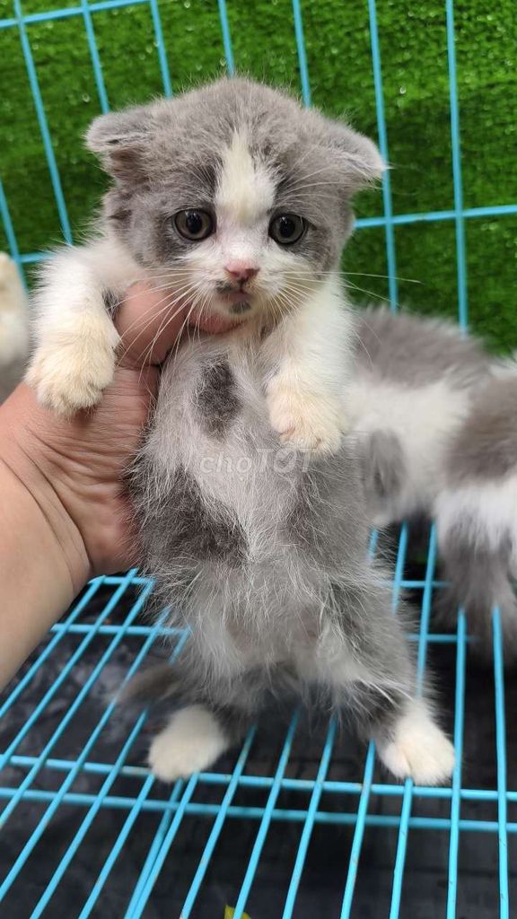 Mèo Munchklin. Mua bán Mèo tại Quận 5 Tp Hồ Chí Minh được đăng bởi Penta Store hình 2