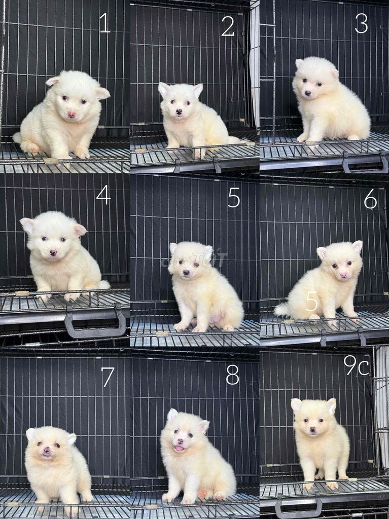 vía bèo nhèo. Mua bán Chó tại Quận Tân Bình Tp Hồ Chí Minh được đăng bởi nguyễn tường vân hình 2